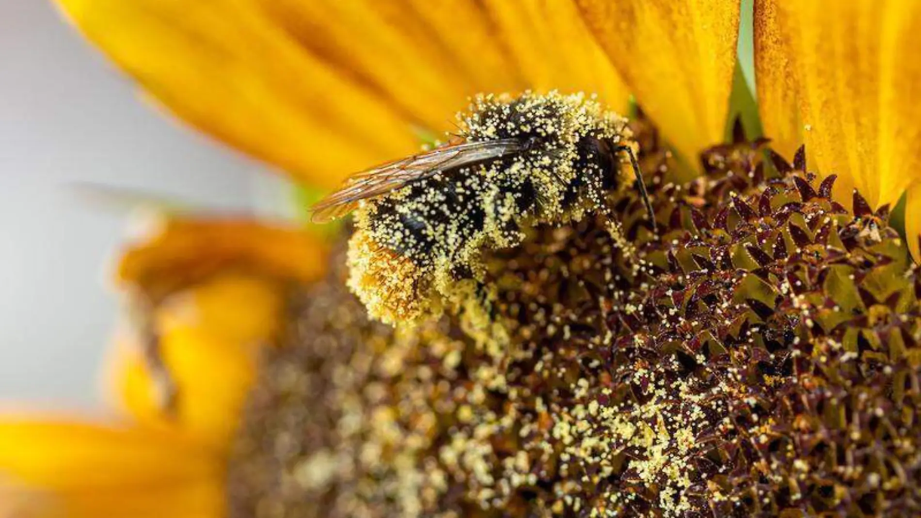 El polen de abeja es un excelente remedio para fortalecer el sistema inmune